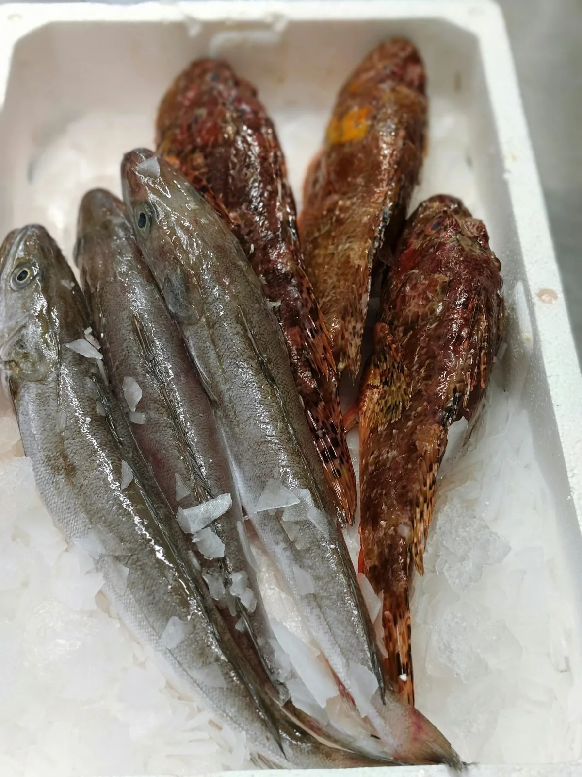 Frischer Fisch auf Eis